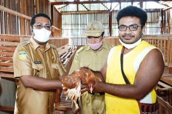 Pemkab Biak salurkan 400 ekor ayam petelur ke peternak OAP
