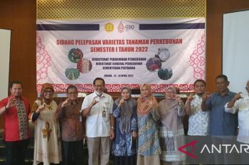 Kopi arabika Gayo 3 jadi varietas unggul nasional
