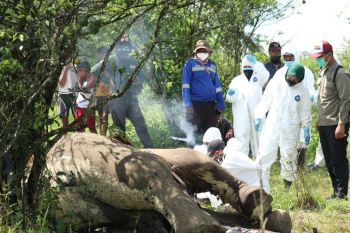 BBKSDA Sumut temukan dua ekor gajah mati di Kabupaten  Langkat