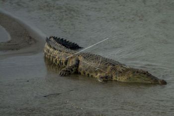 11 buaya di Banyuasin tertangkap