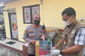 Polisi gagalkan pengiriman 1.195 ekor burung di Pelabuhan Bakauheni