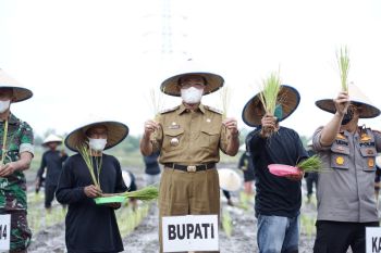 Dukung ketahanan pangan nasional, Inhil siapkan 31 hektare lahan