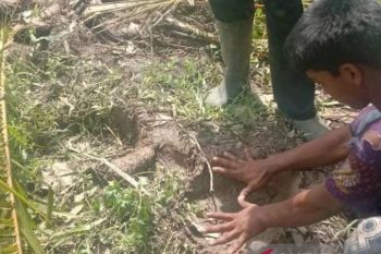 Dua gajah liar rusak kebun warga di Indragiri Hulu