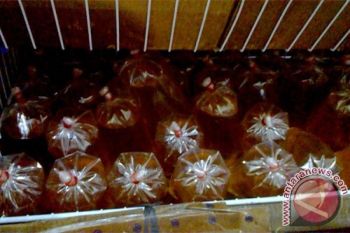 8.000 liter minyak goreng curah dipasok untuk Tanjungpinang