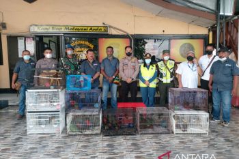 Tim gagalkan penyelundupan 81 satwa liar di Pelabuhan Sorong