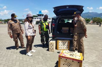 Karantina Pertanian Ende sita ternak ayam dan tanaman di Sikka