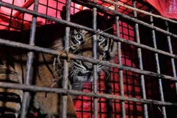 Penyelamatan Harimau Sumatera Di Jambi