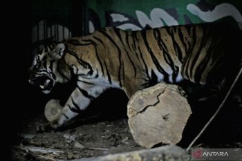BKSDA terlusuri keberadaan harimau di Gunung Raya Kerinci