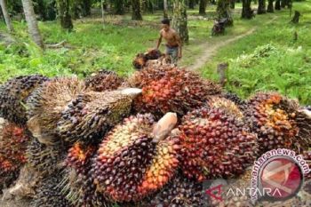 Harga CPO Jambi naik jadi Rp15.788 per kilogram