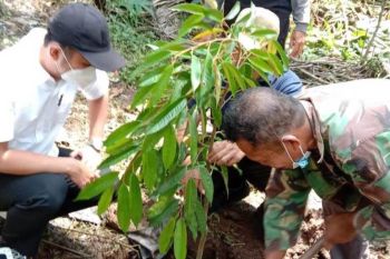 Di Kutai Kartanegara, penjualan bibit durian secara eceran lebih laku
