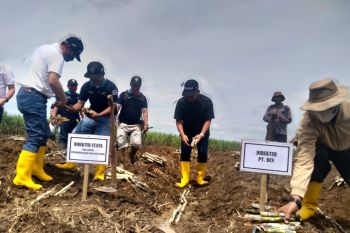 Dirut PTPN Grup tanam tebu di Bungamayang Lampung Utara