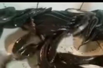 Jelang Lebaran, Ikan gabus giling bahan pempek di Palembang harganya melambung