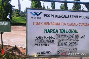 Harga sawit di Solok Selatan turun Rp800 per kilogram, pengumpul rugi jutaan rupiah