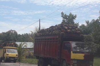 TBS di Pasbar turun bebas, pemerintah diharapkan turun tangan bela petani