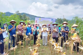 Kementan bersama Pemkab Sleman panen jagung "integrated farming"