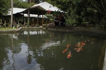 Pengelola tawarkan eksotisme libur lebaran di wisata alam Rawa Bangun Polman