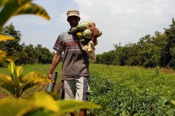 Ramadhan, berkah bagi petani timun suri