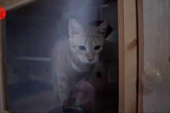 Bisnis penitipan hewan laris manis jelang Lebaran