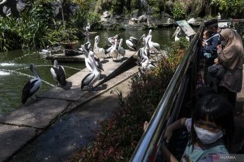 Pengelola Ragunan berupaya cegah pohon tumbang saat masa liburan