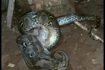Ular piton lilit ayam di dapur, akhirnya ditangkap warga