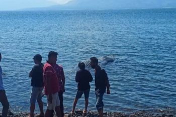 Seekor paus sperma terdampar di Flores Timur