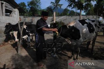 Tradisi Lebaran Sapi Di Lereng Merapi