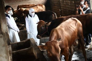 Pakar: Daging sapi terjangkit PMK  aman dikonsumsi asal dilayukan dulu