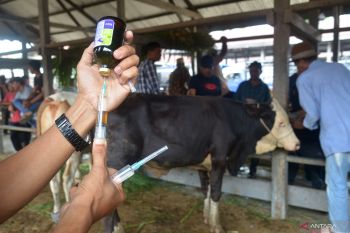 Pemkot Bandarlampung wajibkan ada sertifikat kesehatan ternak untuk cegah PMK