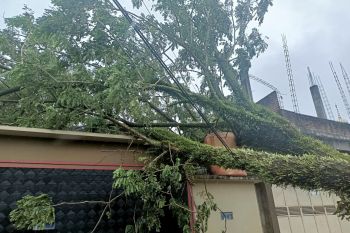 BPBD Padang catat 16 lokasi pohon tumbang akibat cuaca buruk