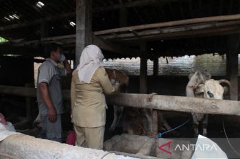 Kondisi 15 sapi positif PMK di Boyolali membaik