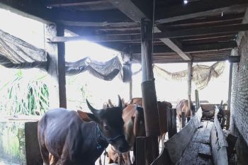ESDM Sulawesi Selatan dorong produksi energi biogas skala rumah tangga