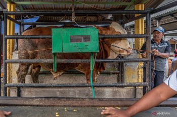 Vaksinasi antisipasi PMK di Jateng dimulai lusa