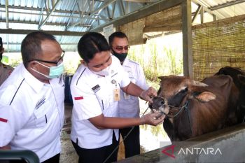 Belum ditemukan ternak berpenyakit mulut dan kuku di Kudus