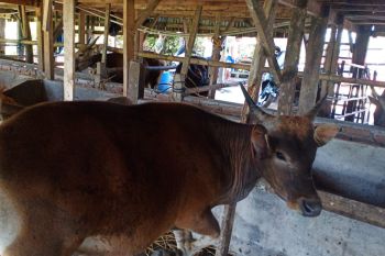 Pengiriman sapi Sulsel ke Kalimantan masih normal