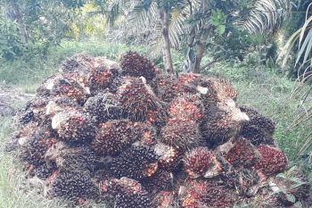 Harga TBS sawit di Mukomuko Bengkulu turun hingga Rp400 per kg