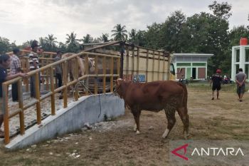 Peternak di Kulon Progo diimbau tidak panik soal penyakit mulut dan kuku