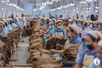 PTPN X targetkan produksi tembakau 1.200 ton
