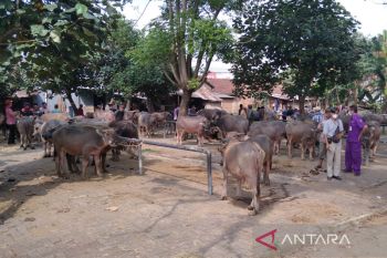 Harga jual hewan ternak di Jepara naik usai Lebaran