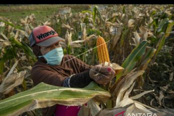 Pemda di Sulteng  diharapkan lindungi petani melalui BPJAMSOSTEK