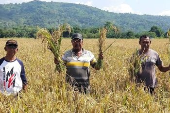 Ende dorong penyuluh aktif dampingi petani waspada kekeringan