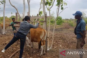 NTT siaga satu antisipasi penularan PMK