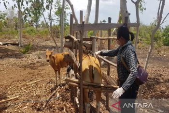 Kupang perketat pengawasan  ternak cegah penularan PMK