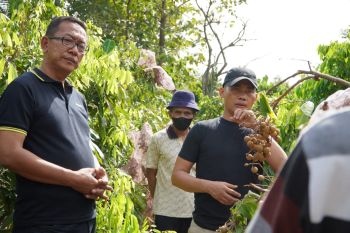 Gunung Kidul perluas lahan tanaman buah 60 hektare