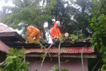 Satu rumah di Agam rusak ditimpa pohon tumbang
