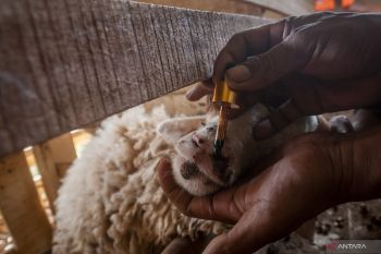 Empat ekor sapi di Solok Selatan positif idap PMK