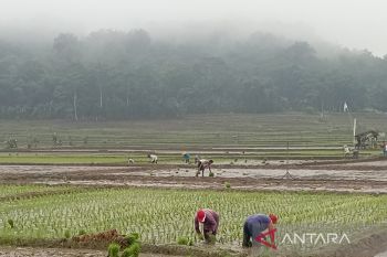 Subur Raharjo tetap gunakan Hazton untuk tanam padi karena menguntungkan
