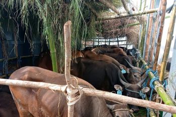 Karantina Pertanian Surabaya tolak transit sapi dari Kupang