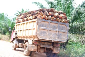 Harga TBS sawit Kalbar Periode I Mei capai Rp3.628,78 per kilogram