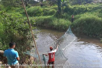 Pencarian buaya yang berkeliaran di Desa Kemingking Dalam Jambi dihentikan