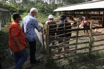 Pemprov Jateng bantu pengobatan hewan terdeteksi PMK